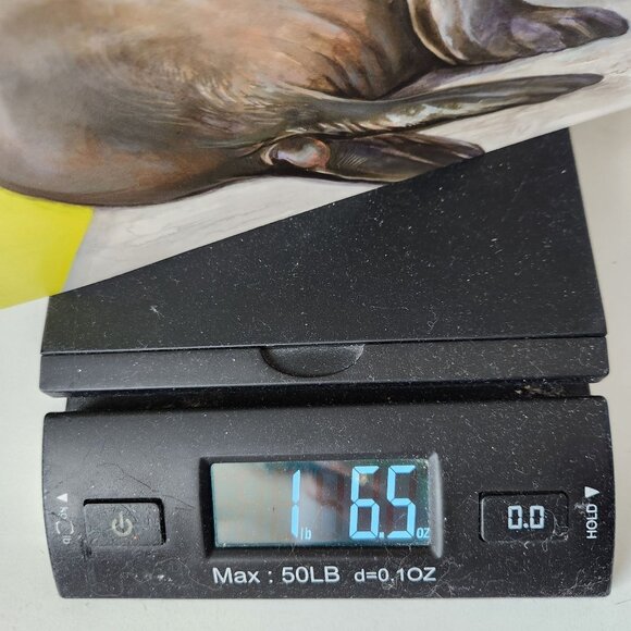 Sea Lions In The Parking Lot By Lenora Todaro & Annika Siems Hardcover Book - Picture 12 of 12